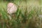 Small parasol mushroom in the grass