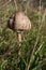 Small parasol mushroom sticking out from grass