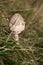 Small parasol mushroom sticking out of long grass