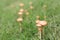 Small parasol mushrooms