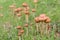 Small parasol mushrooms