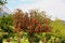 Small Park with evergreen tree, callistemon shrub