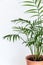 Small parlour palm Chamaedorea elegans houseplant on a white background.
