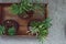 Small parlour palm plants indoor on wooden tray