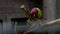 Small parrot climbing a wooden branch.