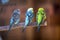 Small parrots birds, bright blue and green, sitting on tree branch on blurred copy space background. Keeping pets at home concept