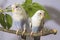 Small parrots sitting on tree branch