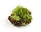 Small part of moss against a white background