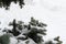 A small part of the textured branches of a coniferous tree, against a background of white snow.