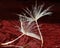 Small parts of dandelion seeds on a reflecting surface