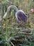 Small pasque flower (Pulsatilla pratensis)