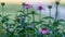 a small patch of lavender coneflowers in the front garden at sunrise