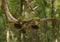 A small patch of resurrection fern still on a dead oak tree