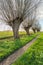 Small path with old pollard willows in a row