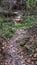 Small path worn from running water, leading to rock face in side of hill showing yellow rock exposed by weathering