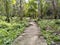 Small pathway surrounded with coconut tree& x27;s