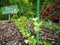 Small pea seedlings planted at home