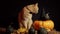 A small peach cat next to a red pumpkin on a black background.