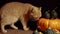 A small peach cat next to a red pumpkin on a black background.