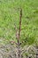 Small peach columnar tree is budding. Spring, preparation for flowering. Top view on blurry background of green grass and earth.