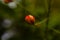 Small peacock flower buds in focus with beautiful background