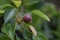 Small pear - Pear tree (Pyrus) - columnar fruit