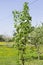 small pear tree blooming in spring