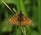 Small Pearl-border Fritillary Butterfly