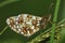 Small Pearl-border Fritillary Butterfly