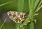 Small Pearl-border Fritillary Butterfly