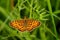 Small pearl-bordered fritillary