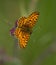 Small pearl bordered Fritillary