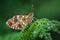 Small Pearl-bordered Fritillary butterfly on fern.
