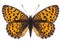 Small pearl-bordered fritillary butterfly isolated