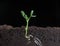 From small peas grow green shoots of plants, visible underground roots of plants, new leaves, timelapse