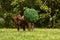 A small pedigreed dog stands on a green grass