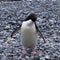 a small penguin walking across a bed of rocks on a beach