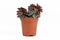Small `Peperomia Verticillata Red Log` succulent house plant in plastic flower pot on white background
