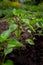 A small pepper fruit will ripen on a bush in the open field