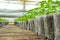 Small pepper plants in a greenhouse for transplanting