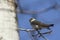 Small perched tree swallow.