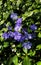 Small periwinkle. beautiful purple flowers of vinca on background of green leaves