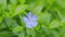 Small periwinkle blue flowers outdoors swaying in the wind. Vinca herbacea. Concept nature. Slow motion.