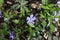 Small periwinkle. Pink flowers in green grass.