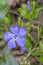 Small periwinkle Vinca minor gentian blooming, blue flower with 5 petals, bud with leaves in nature. Wild periwinkle blue purple