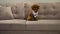 Small pet dog. Dog Toy poodle brown sits on the couch