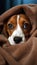 Small pet dog resting comfortably in a blanket on the bed, cute domestic pet image
