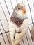 Small Pets budgerigar