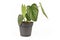 Small `Philodendron Mamei Silver Cloud` houseplant with with silver pattern in flower pot