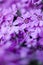 Small phlox flowers for spring garden decoration
